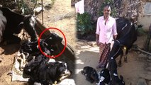 Hiriyur witnesses miracle of a cow giving birth to 3 female calves | Hiryur | Oneindia Kannada