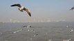 Seagull birds flying up very close, Mumbai Ferry Ride, India