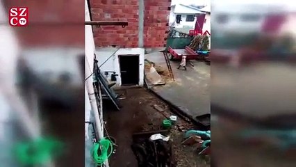 Yavru köpeği sopayla döven annesinden şikayetçi oldu