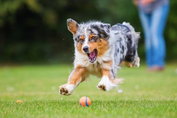Quel est la race de chien préférée des Français en 2019 ?