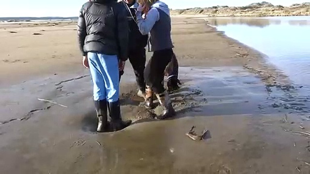 Be sure to watch the clip on what the dog does in this clip