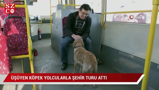 Üşüyen köpek yolcularla şehir turu attı