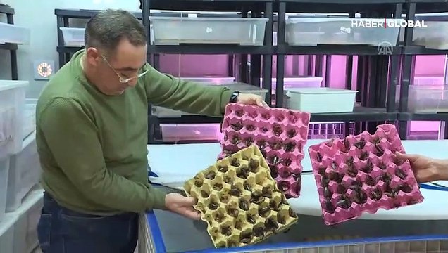 Hamam böceği gelir kapısı oldu! Tanesini 10 liradan satıyor