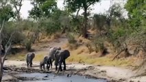 Help Mother Elephant Giving Birth In The Wild   Best Moment Animals Fight Powerful Lion vs Elephant