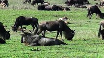 Help Mother Wildebeest Giving Birth In The Wild   Animals Fight Powerful Lion vs Wildebeest