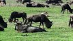 Help Mother Wildebeest Giving Birth In The Wild   Moment Animals Fight Powerful Lion vs Wildebeest
