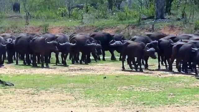 Hero Buffalo Save Elephant From Big cats Lion Hunt . Buffalo vs Lion Animal save another Animal