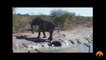 Herd Of Elephants Rescues A Calf - So Beautiful! - Latest Sightings