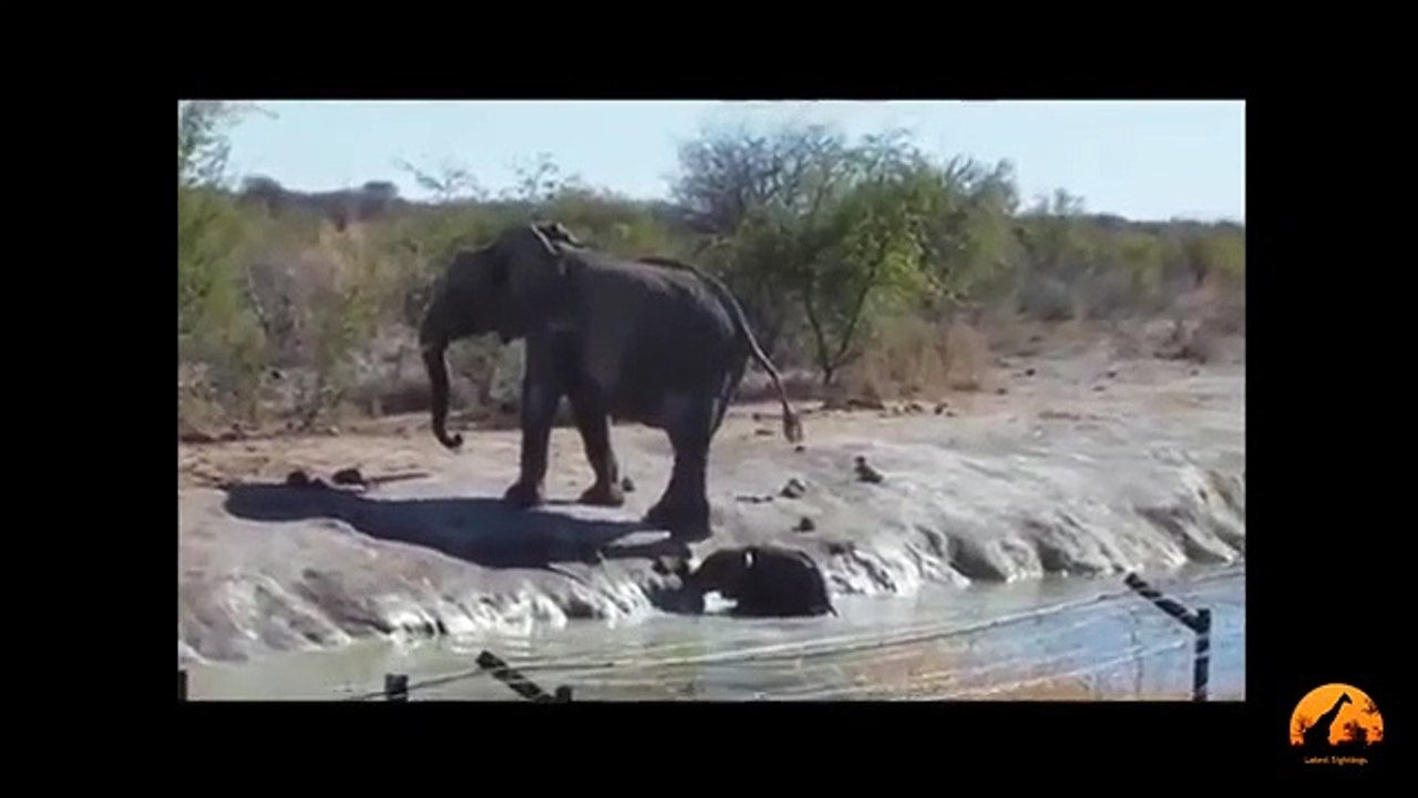 Herd Of Elephants Rescues A Calf - So Beautiful! - Latest Sightings