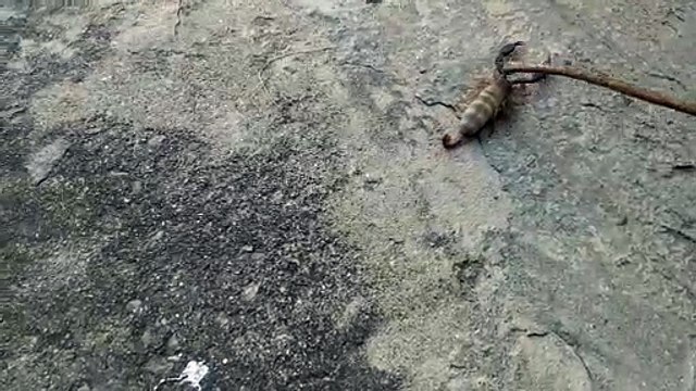 Scorpion Sting: Treatment and Symptoms - Healthline Scorpion sting