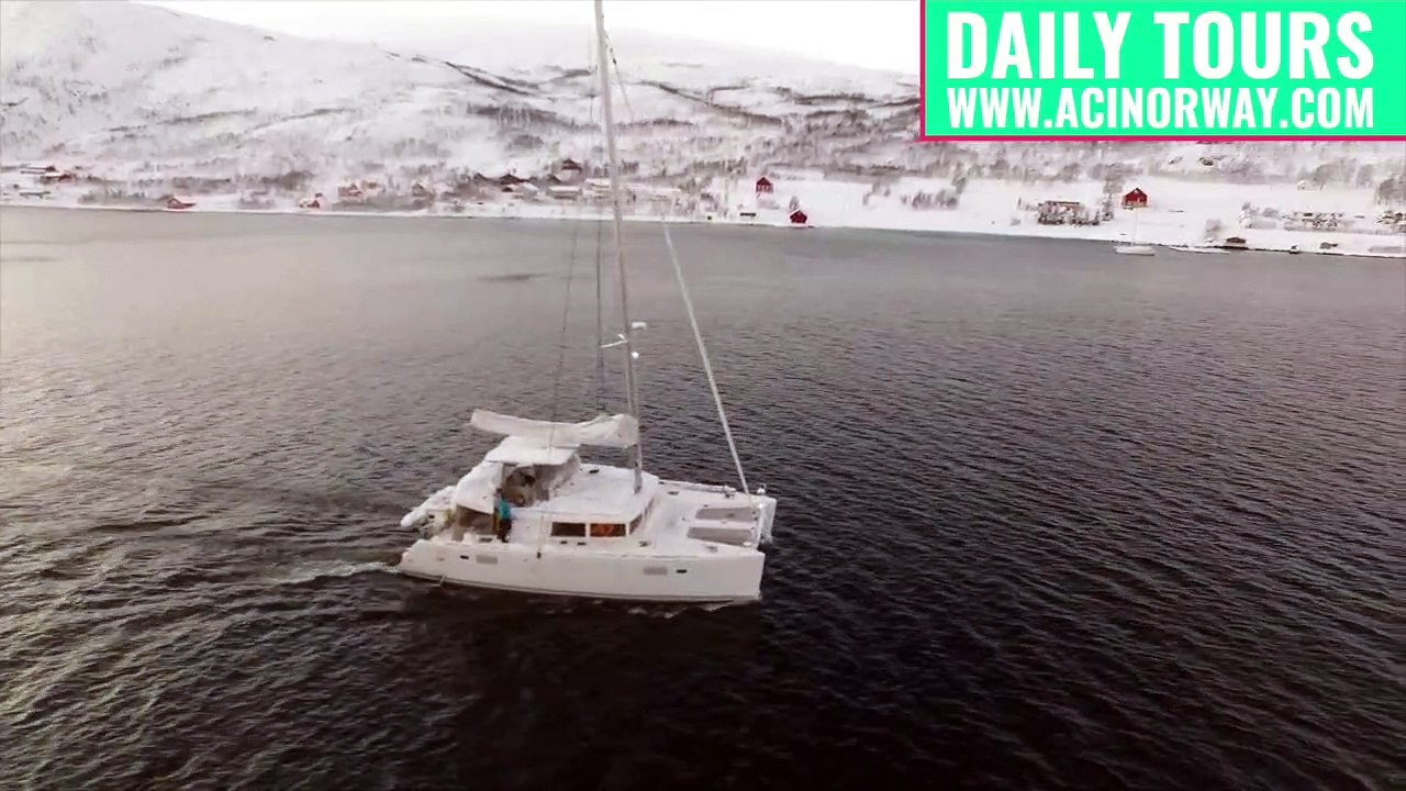 Orca and Humpback | Whale Safari in Norway | whale safari tromso