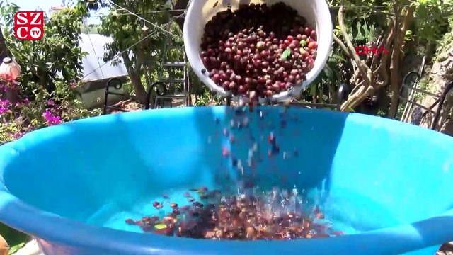 Türkiye'nin ilk ticari kahve üretimi başlıyor