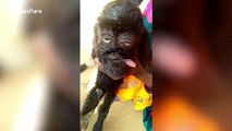 Deformed goat kid born with strangely human-like facial features in northwest India