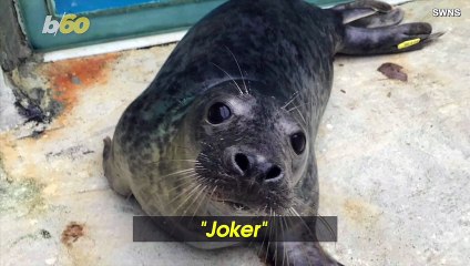 Rescued Seal Released After Being Caught in a Ghost Net