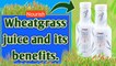 Wheatgrass Juice and its benefits | wheatgrass juice | wheatgrass drink benefits in English