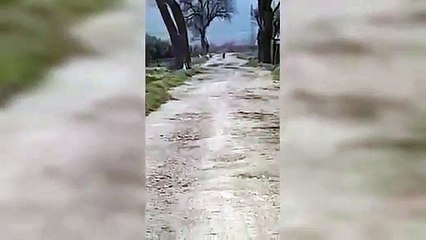 Pantera in Puglia: nuovo avvistamento tra Apricena e San Severo