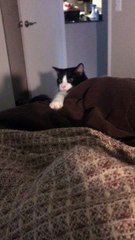 Strange Cat Makes Silly Faces