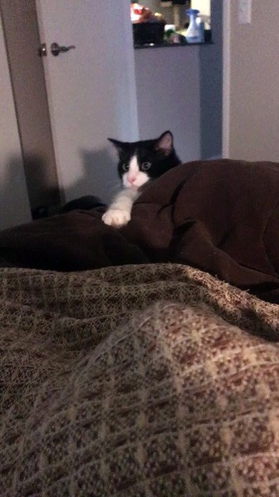 Strange Cat Makes Silly Faces