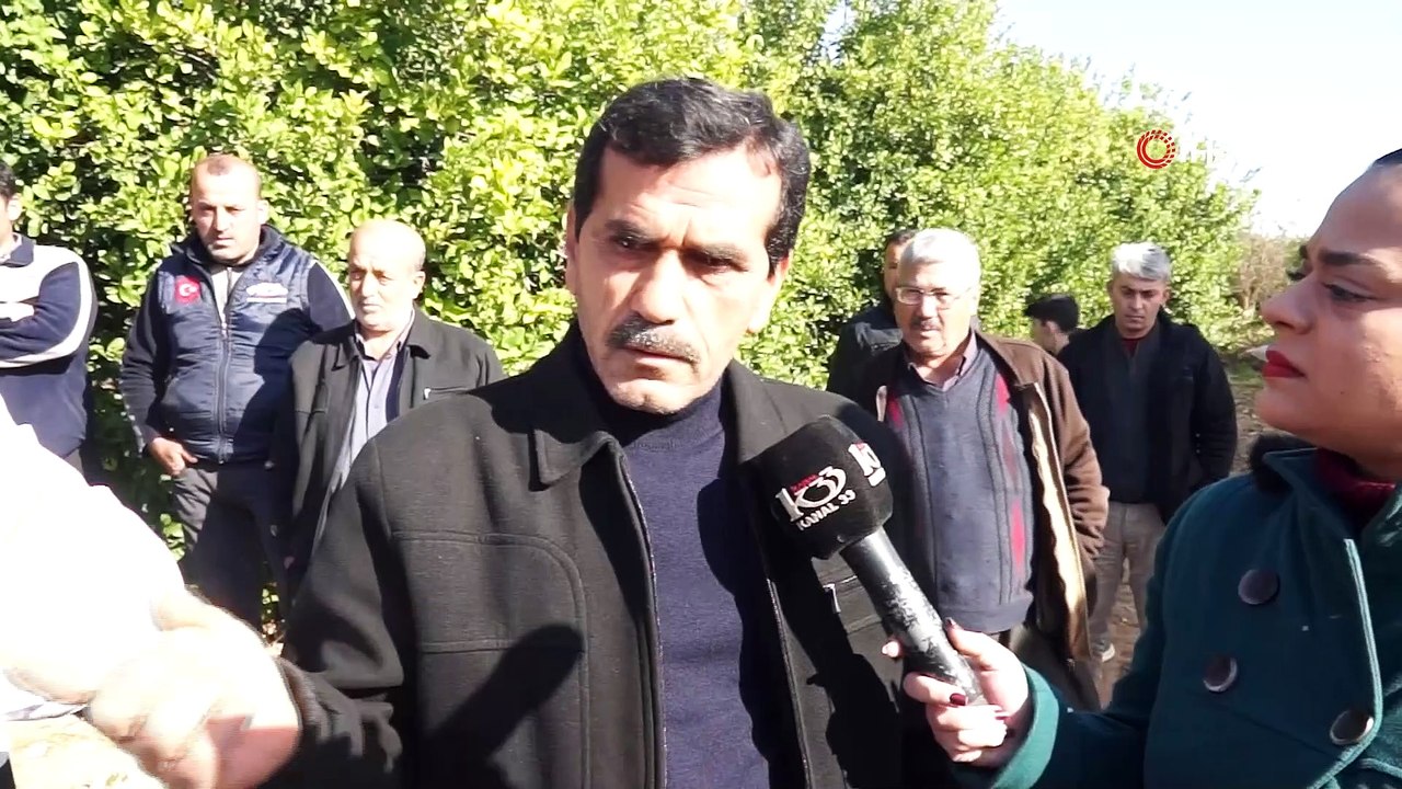 Vicdanları sızlatan ağaç katliamı