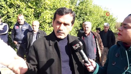 Vicdanları sızlatan ağaç katliamı