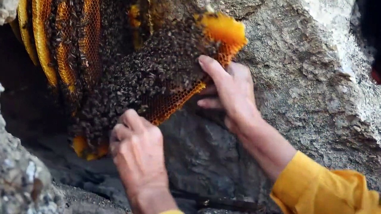Honeyland Fragman
