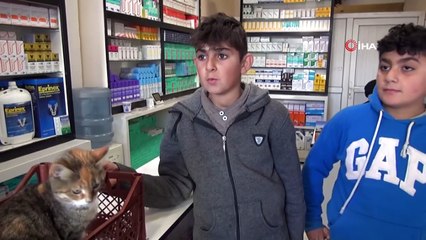 Yaralı kediye iki kuzen sahip çıktı