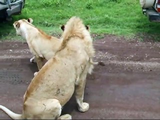 Lions getting it on right next to our jeep_HIGH