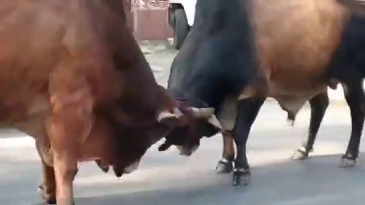 Dangerous Bull fight