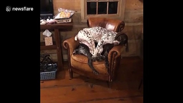'This is my spot!' Dog sits on top of other dog in hilarious video