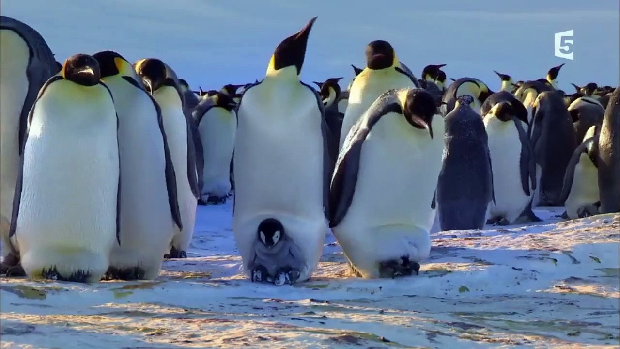 Les manchots Empereur