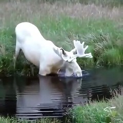 What a Gracefull Swimmer