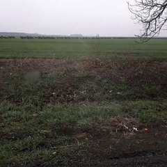 Hongrie : un  interminable troupeau de cerfs traverse la route.