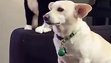 Cão pressente ataque de gato a qualquer momento que não consegue esconder o nervosismo
