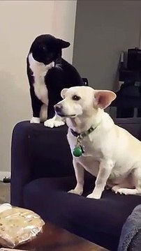 Cão pressente ataque de gato a qualquer momento que não consegue esconder o nervosismo