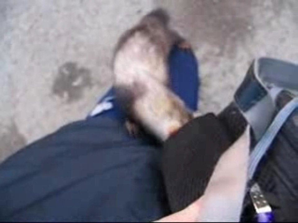 Petit furet