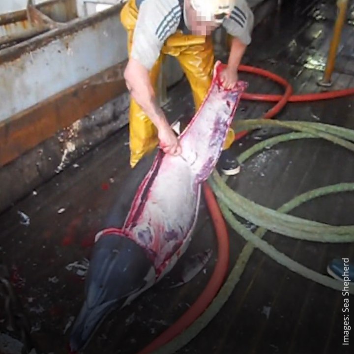 Sea Sheperd dénonce dans une vidéo le dépeçage d’un dauphin par des pêcheurs