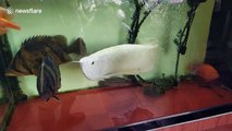 This rare albino 