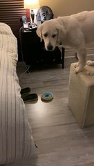 Pup is Confused When Stairs Don't Connect