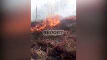 Report TV -Vijon zjarri pranë 'Antenave' në Devoll, zjarrfikëset luftë me flakët me lopata