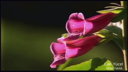 Can Yücel - Aklım Takıldı