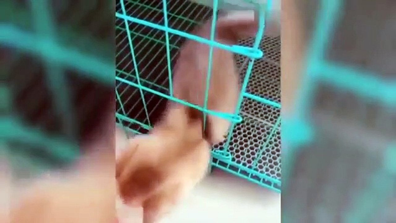 VIDEOS DE RISA 2020 SI TE RIES PIERDES FUN CHENNEL #21