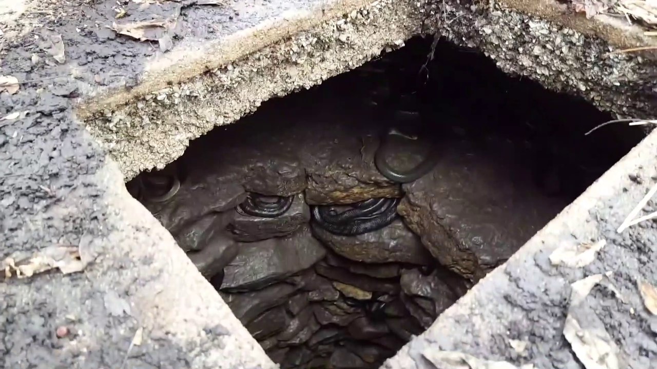 Des centaines de serpents se sont réfugiés dans ce trou pour passer l'hiver