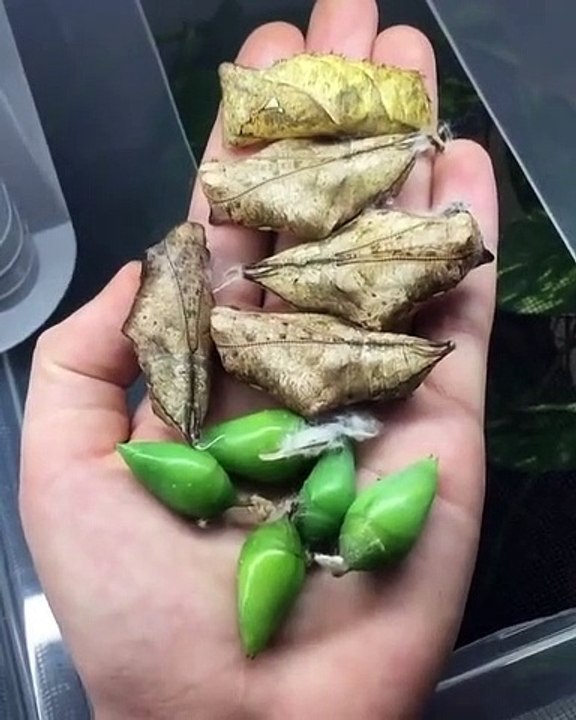 Feuilles, fruits ou insectes ??? Alors...