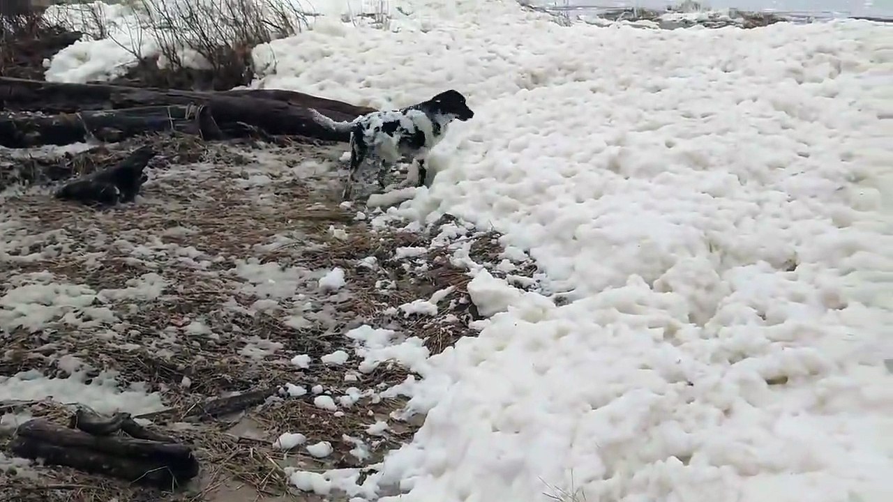 Ce chien s'amuse comme un fou dans la mousse sur la plage après la tempête
