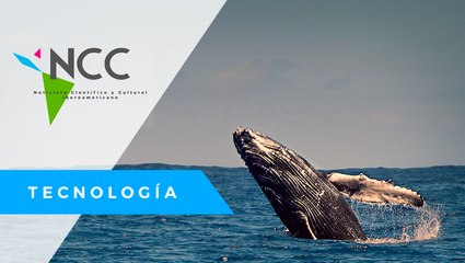 Ja­pón deja acuer­do in­ter­na­cio­nal y vuel­ve a ca­zar ba­lle­nas con fi­nes co­mer­cia­les