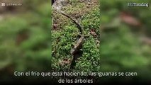 Alerta en Florida: autoridades advierten sobre caída de iguanas congeladas de los árboles