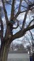 Tree Guys Save Cat