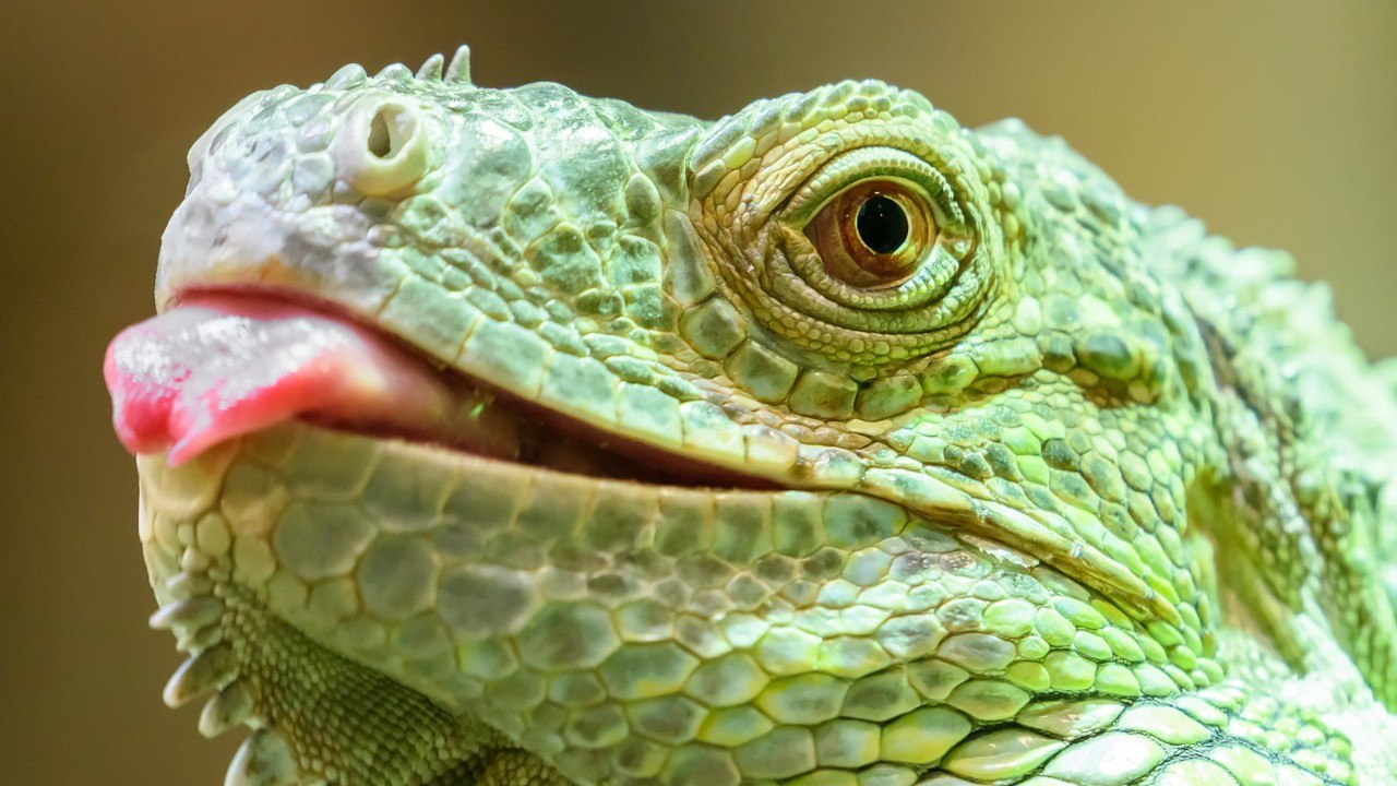 It's A Bird! It's A Plane! It's A Stunned Iguana?