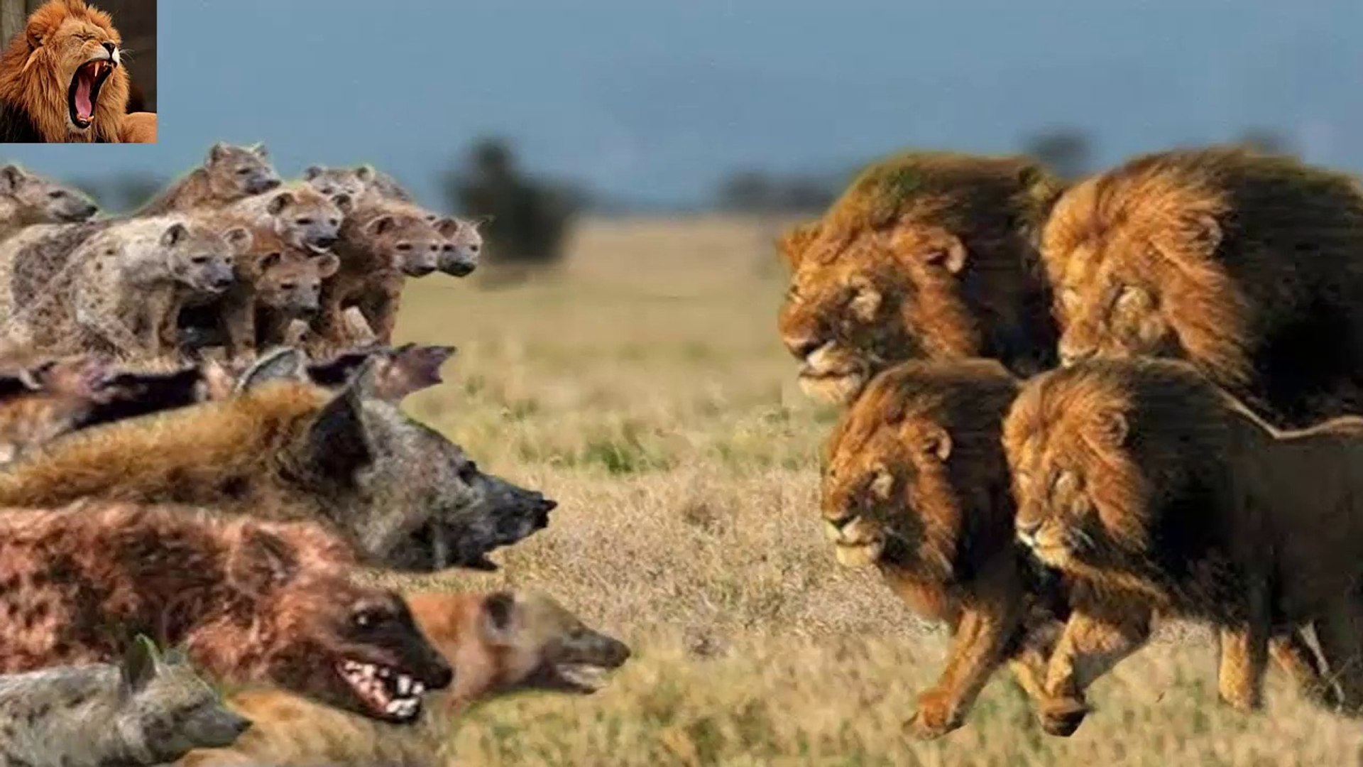 Big Battle. Lion vs Hyena Fighting. Leones vs Hienas Salvajes - Vídeo  Dailymotion