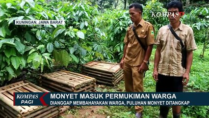 Download Video: 80 Ekor Monyet Ditangkapi BKSDA Jawa Barat, Karena Menyerang Warga